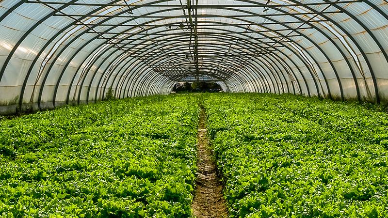 Greenhouses and Indoor Farming | Vaisala